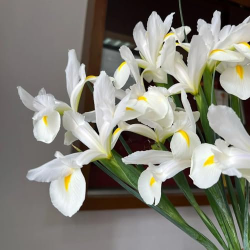 5 pcs Iris Bulbs, Blumenwiese, Stauden Winterhart Mehrjährig Nofa Schwertlilien Zwiebeln, Deko Blumen, Gartenpflanzen Winterhart Mehrjährig Exotische Zimmerpflanzen, Zierlauch Zwiebeln