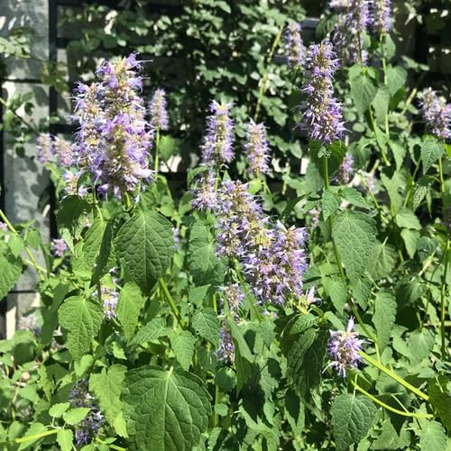 semi di ortica profumata - estivi resistenti giardini rocciosi perenni vecchie varietà primaverili rare 150pcs