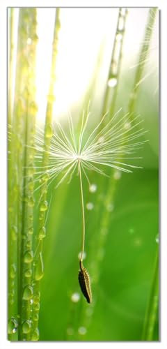 posterdepot ktt0218 Türtapete Türposter Pusteblume-Nahaufnahme in der Wiese-Größe 93 x 205 cm
