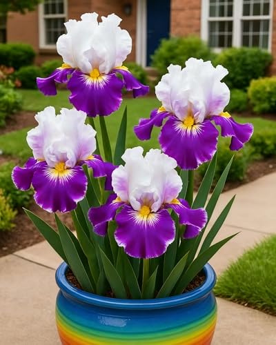 Los bulbos de iris, con sus vibrantes colores, embellecen tu jardín.-4bulbos-V