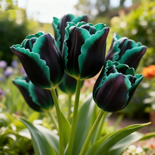 Tulpen zum Anpflanzen&winterhart mehrjährig Tulpen&Schnelles Wachstum&Lange Blütezeit/Hochwertig/gemischt, selten,ausgewählt-4Rhizome-H