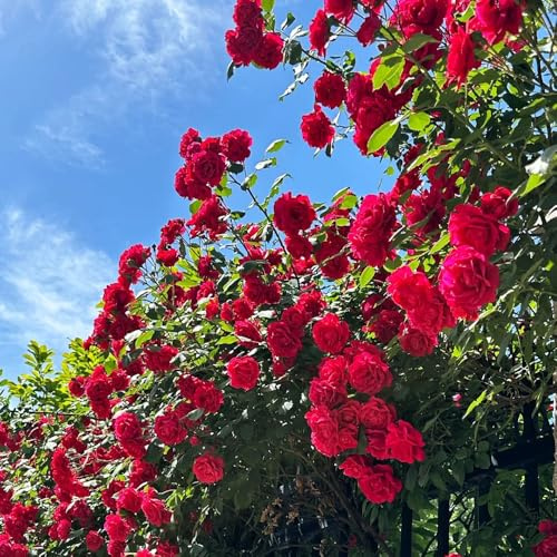 semillas de rosal, semillas de silvestres de balcón Decoración jardín para exteriores para lugares soleados jardín rocas 450pcs