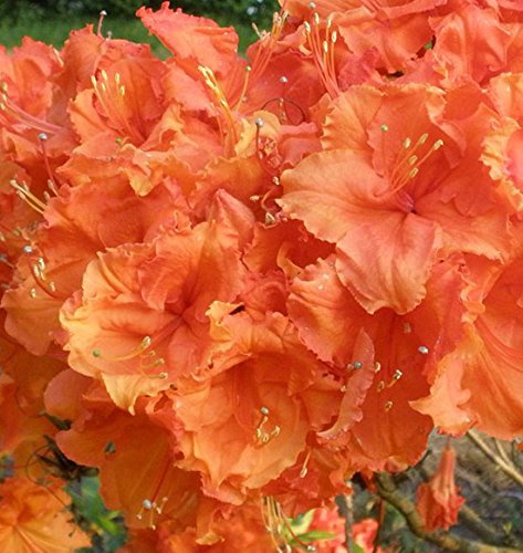 Azalea Deciduous 'Gibraltar ' 15 cm Pot Size Specimen