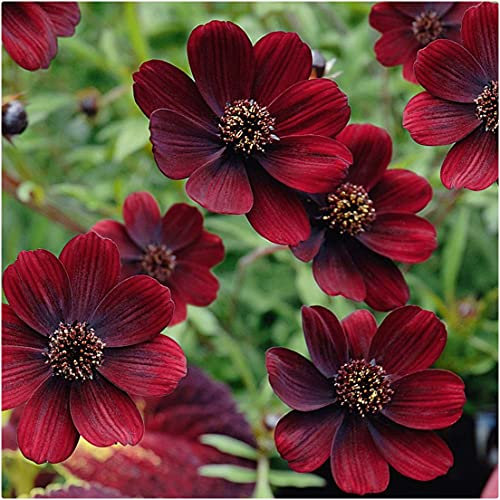 Cosmos 'Chocolate' Perennial Large Plug Plants x 3 by Growtanical