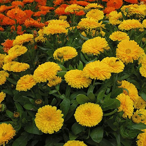Calendula English Pot Marigold Seeds 'Candyman Yellow' Double Flowered Yellow Blooms Hardy Annual Easy to Grow Your Own Garden Edible Flowers 1x Packet (Approx. 100 Seeds) by Thompson and Morgan