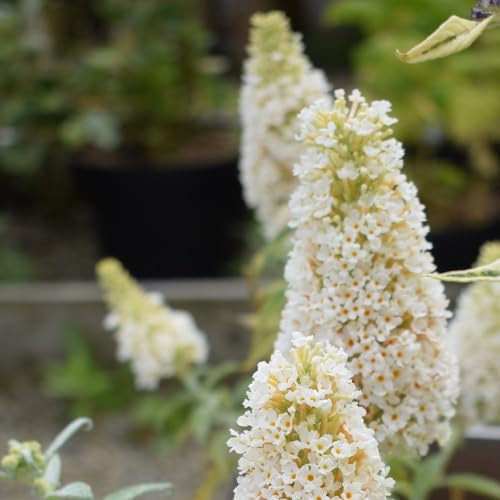 Buddleja 'Summer Bird White'. 9cm Plant x 2. Dwarf Buddleia for Patio pots. Butterfly Bush. White Flowers. Available from Bedwen Plants.