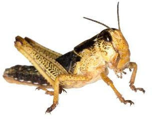 Feeders & More - Heuschrecken - Wanderheuschrecken SUBADULT - 12 Stück - Lebendfutter Insekten Wanderheuschrecken - Futter für Reptilien, Bartagamen und Amphibien - Futterinsekten & Haustierfutter