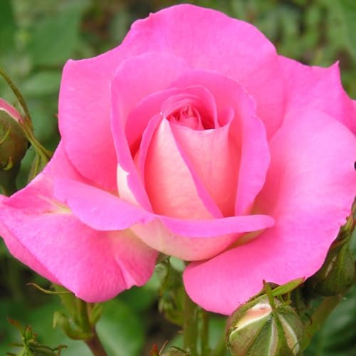 Cliff Richard- 5.5lt Potted Floribunda Garden Rose Bush - Pink and Silver Reverse, Great Present for All Cliff Richard Fans