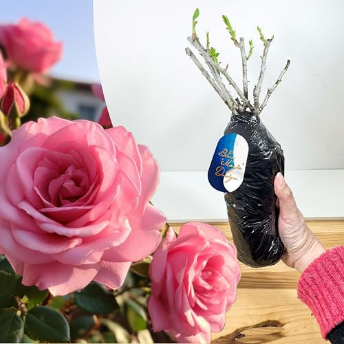Rose arbustive rosa a radice nuda Tom - Fiori profumati e resistenti per bordi colorati da giardino, siepi e disegni a traliccio