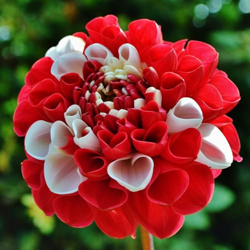 Lebende Pflanzen, Seltene, Exotisch, Mysteriöse magische Glühbirne, Mehrjährige Blumenzwiebel ist winterhart, Winterhart pflanzen, Blumenzwiebel Mix-2 Dahlien knollen