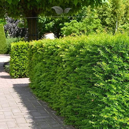 Gardline - Taxus media Hillii 140-160 cm. 3-200 Eiben. Eibenhecke - grüne Sichtschutz Hecke - 3 St. (ca. 1 Meter)
