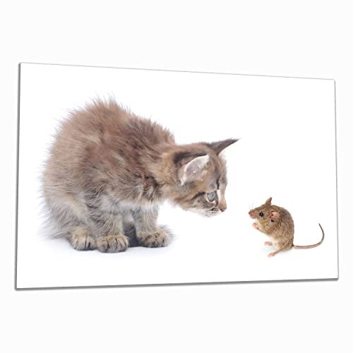 Wallario Herdabdeckplatte/Spritzschutz aus Glas, 1-teilig, 80x52cm, für Ceran- und Induktionsherde, Katze und Maus beim Spielen - weißer Hintergrund