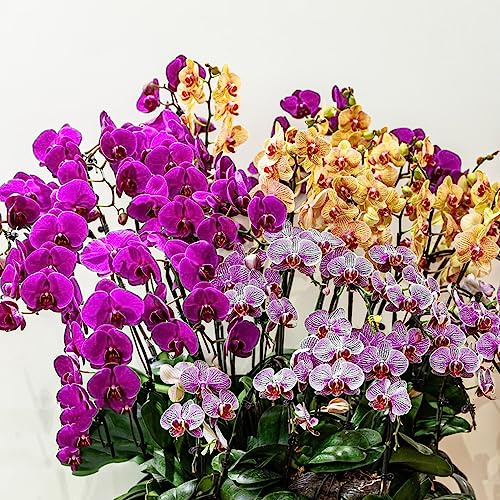 semi di orchidee phalaenopsis - del giardino balcone da roccioso resistenti d'appartamento 100pcs