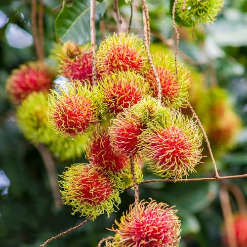 Rambutan säulenobstbäume pflanzendeko dachbegrünung pflanzenkübel obstbaum winterharte kübelpflanzen obstbäume kaufen topfpflanzen draußen winterhart säulenobst exotische 15samen