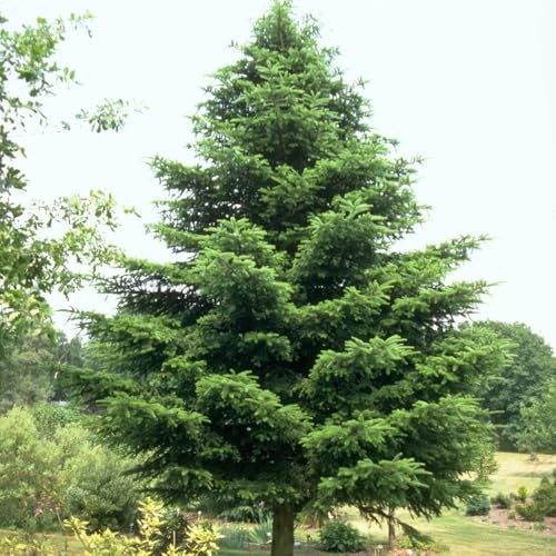 nordmanntanne kaufen, garten winterhart mehrjährig deko büro steingarten 300samen