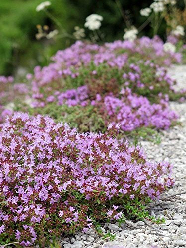 Creeping Thyme groundcover (Thymus serpyllum) 200 Seeds