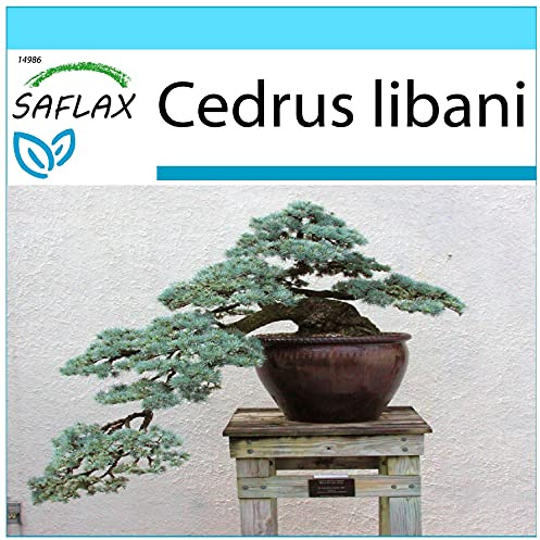 SAFLAX - Gift Set - Bonsai - Lebanon Cedar - 20 Seeds - Cedrus libani