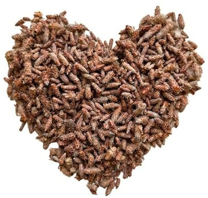 Kräutertee KIEFERKNOSPE extra 100 GRS ENTIERTE KIEFERKNOSPE Pinus sylvestris.