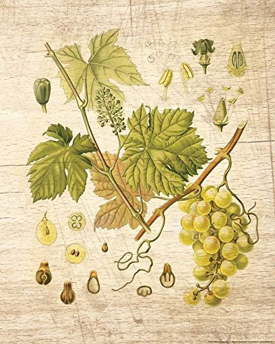 Bild auf gerollter Leinwand, Weinrebe 3 Nobleworks, vertikaler Kunstdruck, Küchendekoration, botanische Heimdekoration, Traubenblätter, V, Leinwand, Kunstdruck, 66 x 50 cm