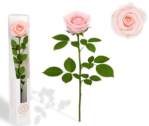 Rose préservée naturelle avec tige de 35 cm - Fleur éternelle pour cadeau romantique, femme, fête des mères, anniversaire et bouquets décoratifs