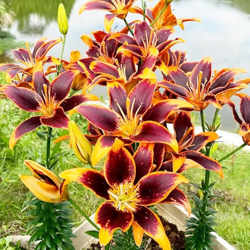 Semi di giglio, Lilium brownii, regali per gli amanti del giardino serre da balcone decorazione del soggiorno resistenti all'esterno decorazione floreale rare 150pcs