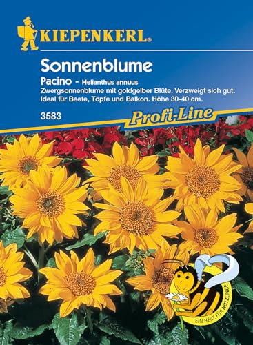 Kiepenkerl Profi-Line Sonnenblumensamen Pacino 3583 – Zwergsonnenblume - Balkonpflanze - Beetpflanze - Höhe 30-40 cm - Inhalt für 40 Pflanzen - Saatgut