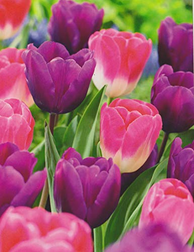 Tulpenzwiebeln lila/rosa Mix Tulpen (50 Blumenzwiebeln)