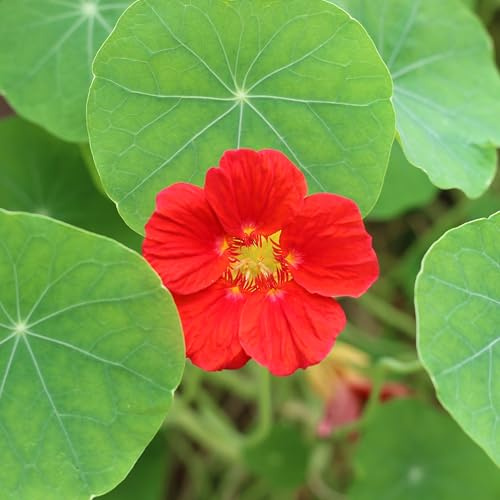 PREMIER SEEDS DIRECT - Nasturtium Seeds - Cherry Rose (400 Seeds)
