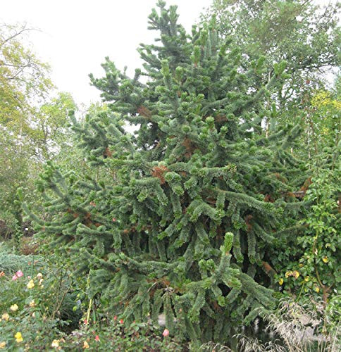 Grannen Kiefer 25-30cm - Pinus aristata - lebende Gartenpflanze aus den Baumschulen