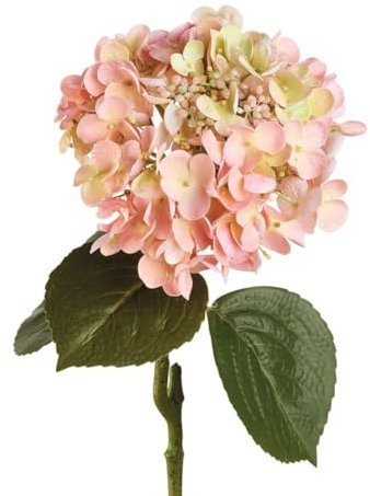 Ortensia Rosa - I Fiori L'Oca Nera