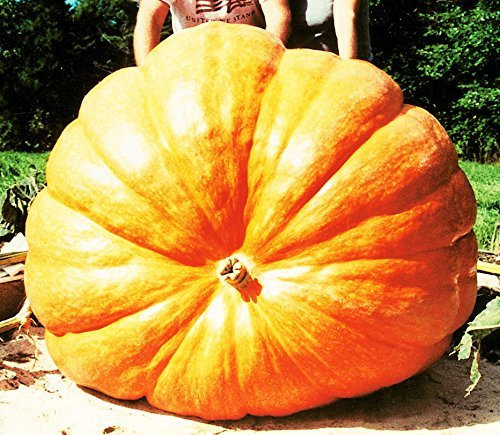 10 semillas de calabaza gigante 'Atlantic Giant' propia calabaza de récord mundial de importación de EE. UU.