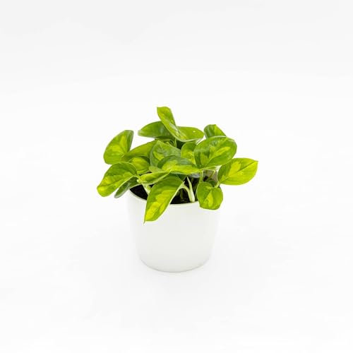 Vivai le Georgiche - Pianta vera di Pothos aureum Global Green Epipremnum aureum 'Global Green' Pothos dorato - vaso Ø 15 cm - altezza alla vendita 15-20 cm