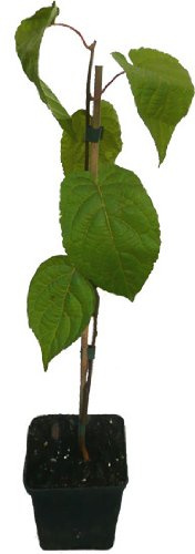 3 x Sibirische Minikiwi Pflanzen SET Senty weiblich und Adam männlich Actinidia kolomikta Kiwi Kiwai