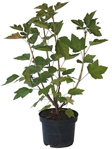 Rolan, robuste rote Johannisbeere, große Beeren in langen Trauben, ertragreicher Busch im 3 L.Topf