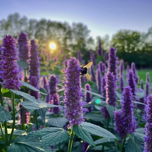 Welldales 50 Purple Giant Korean Mint Agastache Seeds Aromatic Herbaceous Perennial Plants
