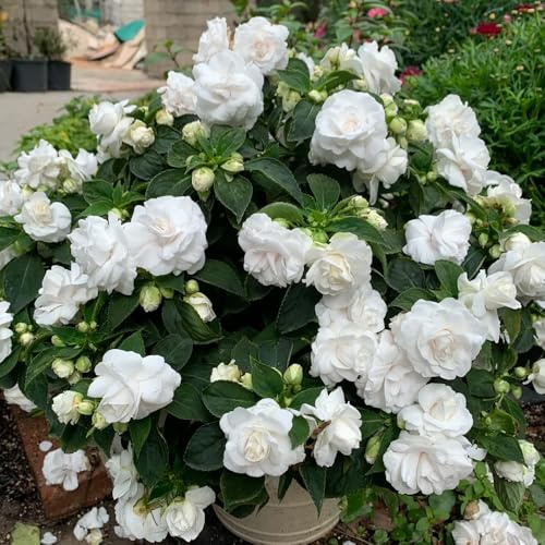 semi di impatiens, aiuole rialzate giardino resistenti 50pcs