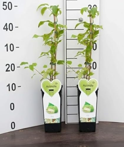 2 Piante di Actinidia Arguta Issai Mini Kiwi Autofertile MODIPITRE