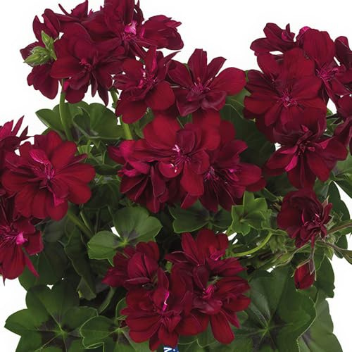 Bedwen Pelargonium 'Moonflair Burgundy' 9cm Plant x2 – Trailing Ivy Leaf Geranium with Dark Red Flowers for Hanging Baskets