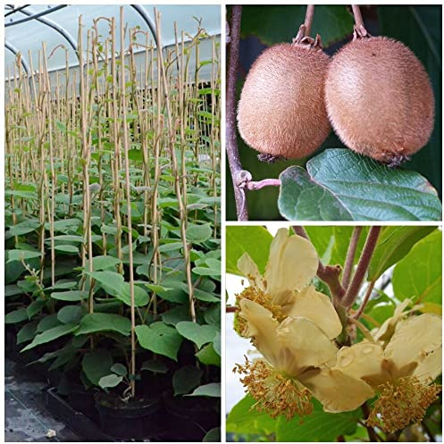 Kiwi Hayward und Tomuri im Set - Actinidia chinensis