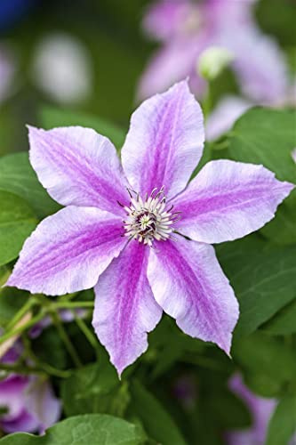 Waldrebe Clematis Souvenir du Capitaine Thuilleaux 40-60 cm winterhart