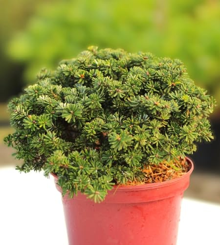 Zwerg Koreatanne Abies koreana Brillant 30-40 cm immergrün