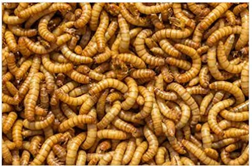 Livefood UK Live Mealworms Regular 1 bag of 500g