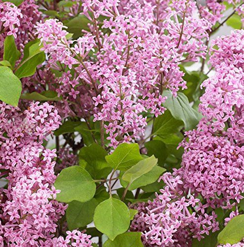 Hochstamm Zwergflieder Flowerfesta®Pink 60-80cm - Syringa vulgaris