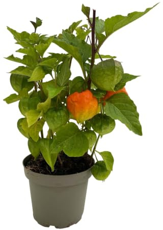 Lampionblume orange, Topf-Ø 13 cm, 3 Planzen