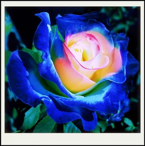 Seltene Pflanze, MehrjäHrige, Exotisch, Stauden, Lebende Pflanzen, Hausgarten, Winterhart Pflanzen, Blumenzwiebel Mix, MysteriöSe Magische GlüHbirne, Rosen Zwiebeln,-1zwiebeln-I