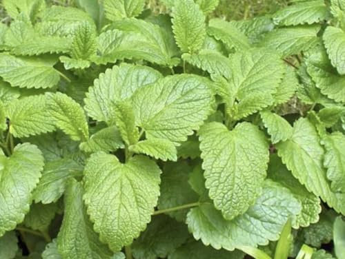 HERB - Lemon Balm - Melissa OFFICINALIS - 2500 Seeds