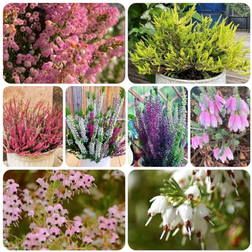 heidekraut winterhart - bodendecker mehrjährig exotische garten 300samen