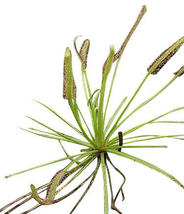 Fleischfressende Pflanze - Drosera capensis - der rote Kap Sonnentau mind. 25 frische Samen