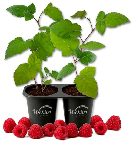 Mysore Raspberry Bush - 2 Live Starter Plants - Rubus - Edible Berry Bearing Bramble Shrub for Fruit Garden and Patio