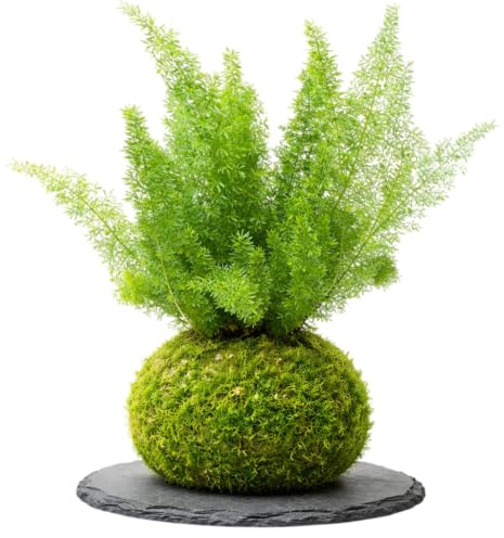 Kokedama Helecho Cola de Zorro Asparagus Densiflorus Planta Natural Viva DECOALIVE